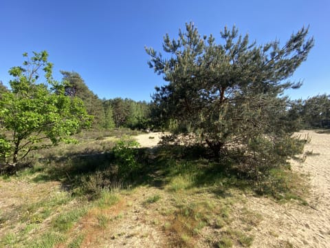 Immediate Surroundings [summer] (<1 km)