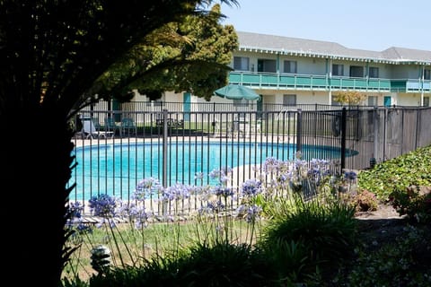 A heated pool, sun loungers