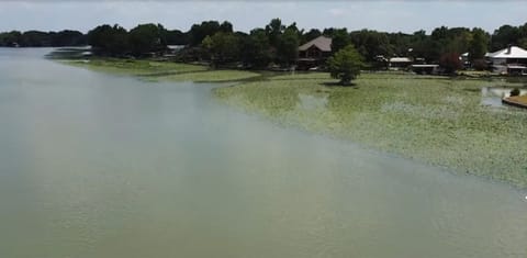 Lily pads on Treasure Island of Lake McQueeney