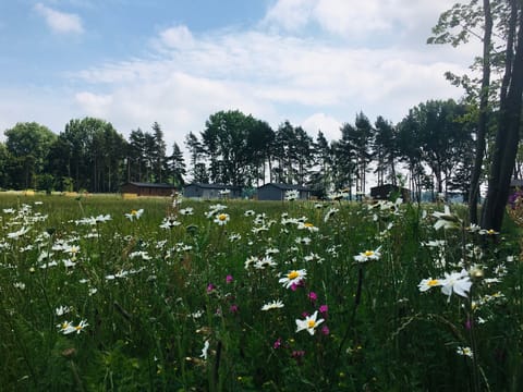 Lodges in wildflowers