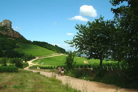 Hiking in the vineyards