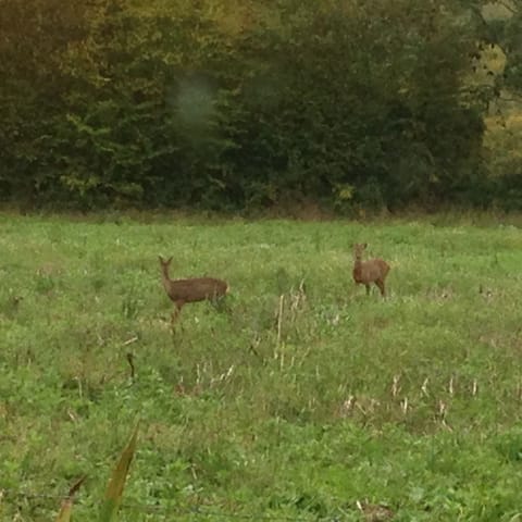 Deer in the fields behind the house