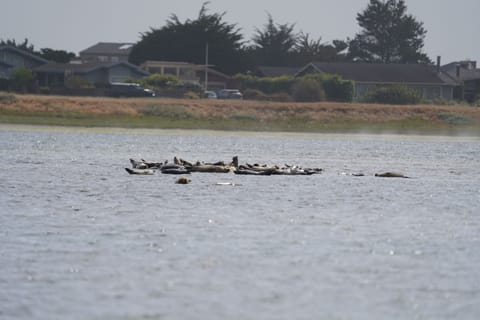 Seals in the lagoon