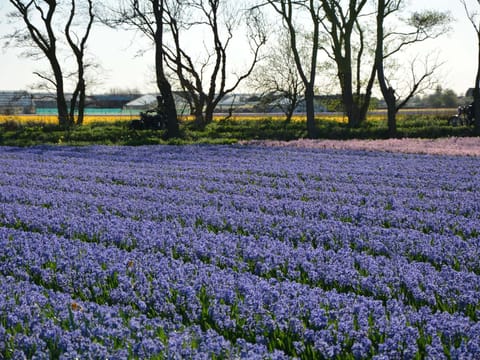 Region [summer] (>5 km)