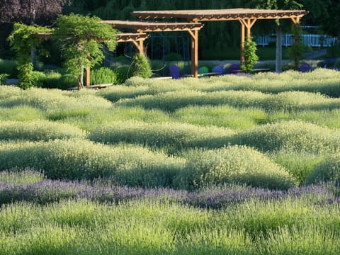 Helichrysum and lavender just coming into bloom