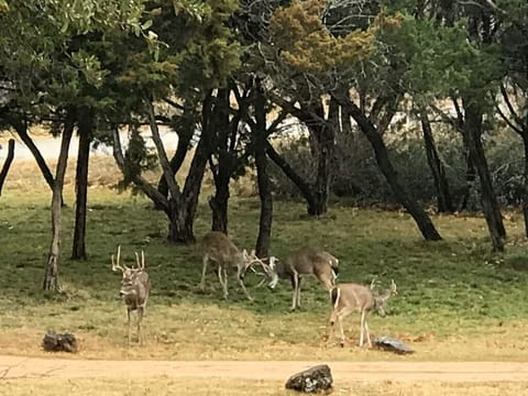 Deer roaming the front yard