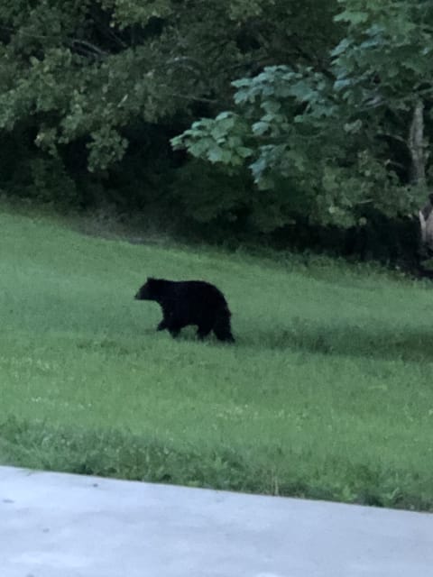 Yes, we have seen bears on the property
