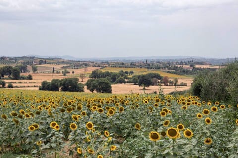 Flower, Sky, Plant, Plant Community, Cloud, Natural Landscape, Agriculture, Sunflower, Grass, Flowering Plant