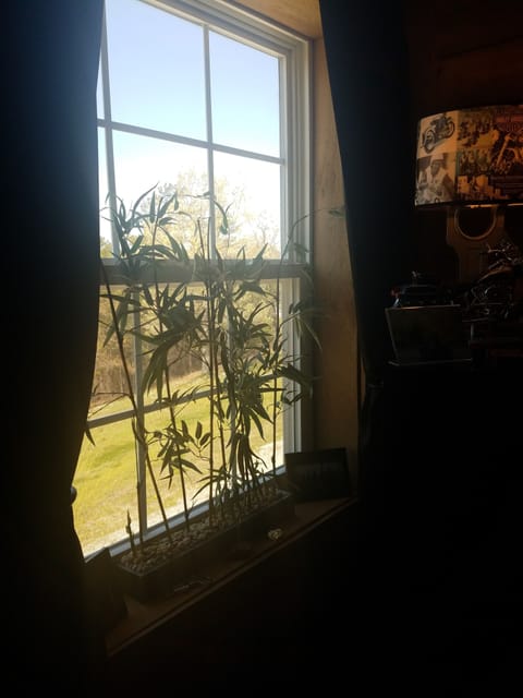 Window looking out back
