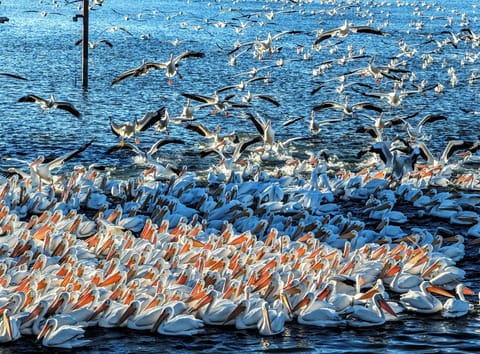In coming !!!!