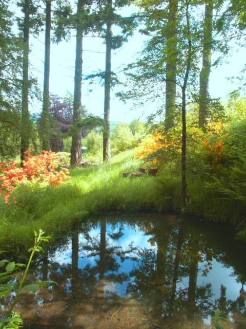 Third pool with azaleas and HUGE Douglas Firs (Only half their height visible)