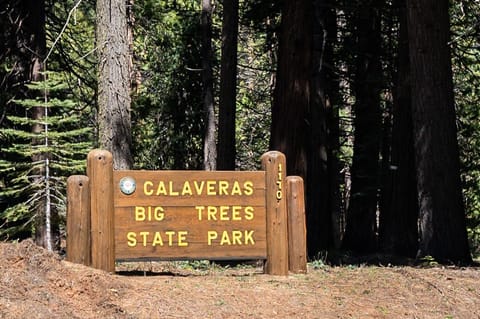 Be sure to visit Big Trees State Park