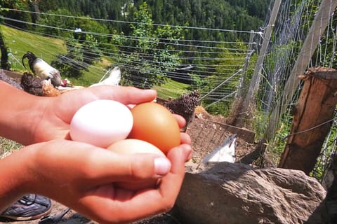 Immediate Surroundings [summer] (&lt;1 km)