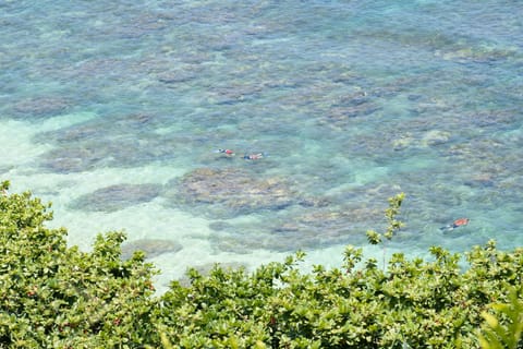 View looking down from the edge of the lawn at people snorkeling at Hideaway's