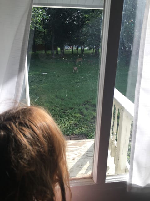 Each morning there are deer out the back door. This is a doe and her twins. 