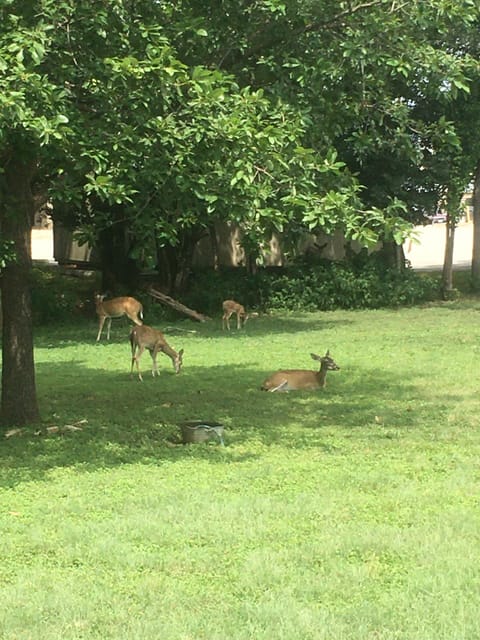 Yard at Bandera Cottage is a favorite resting spot for the does and their fawns.
