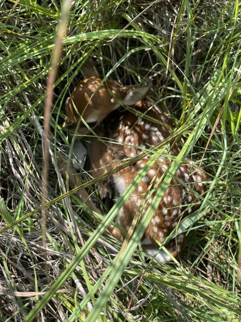 The grounds here are just perfect for activities like stargazing, hiking, and spotting wildlife like this little critter here.