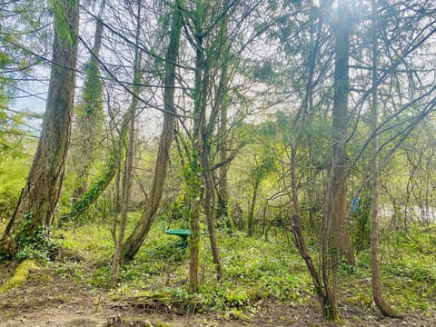 Forest natural acreage full of migratory birds