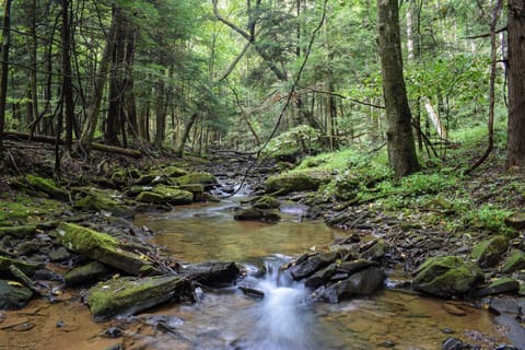 Hemlock Haus Cook Forest