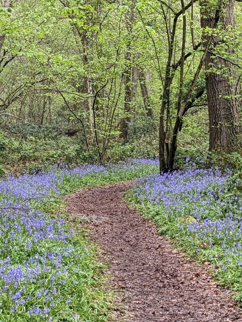 Bluebell woods