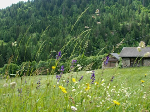 Flower, Plant, Plant Community, Ecoregion, Nature, Natural Landscape, Vegetation, Land Lot, Grass