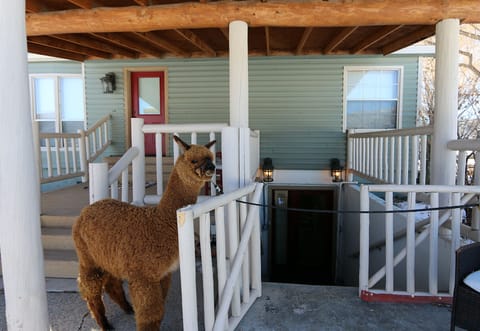 Maisie Mae Welcomes YOU to "Alpaca Paradise!"