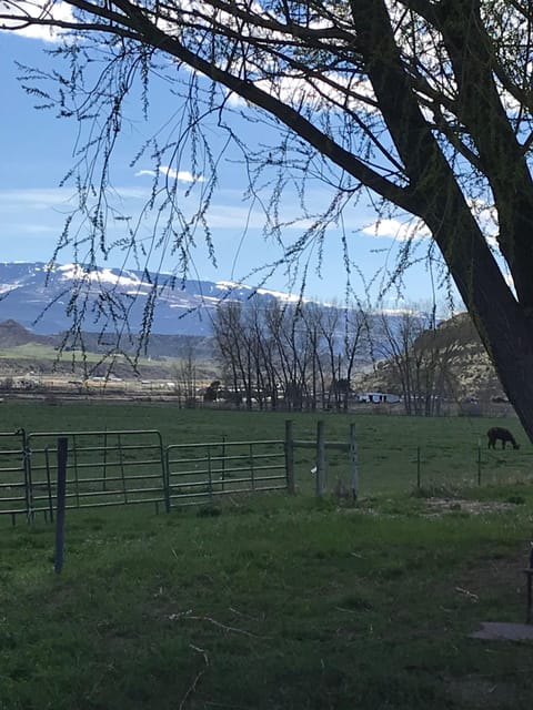 Alpacas right out the door!