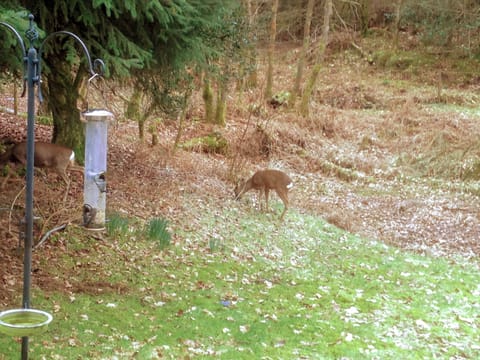 Garden | The Secret Garden, near Windermere