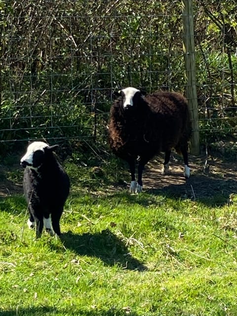 Balwen sheep in the field