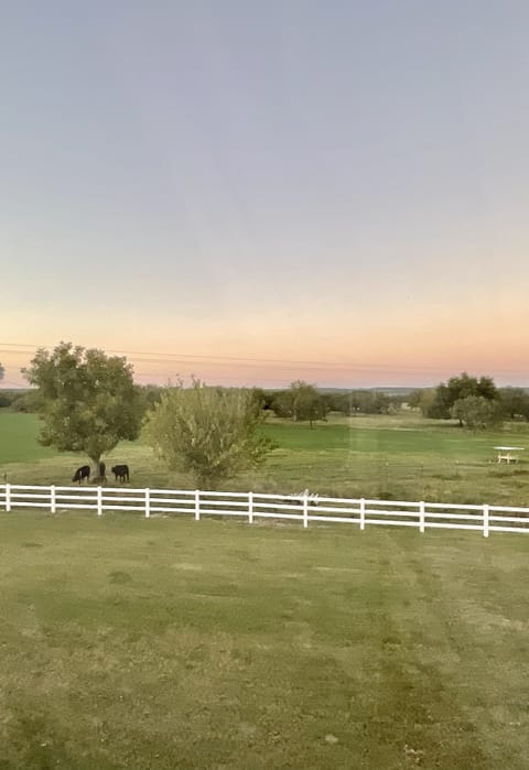 Cows come around daily in the pasture behind the home just to check on guests! 