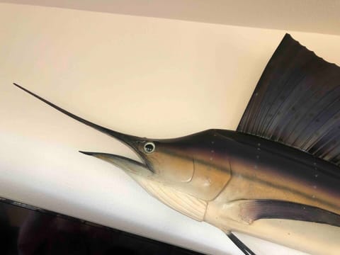 This magnificent fish flew RIGHT on the wall during the worst storm in 200 yrs!

