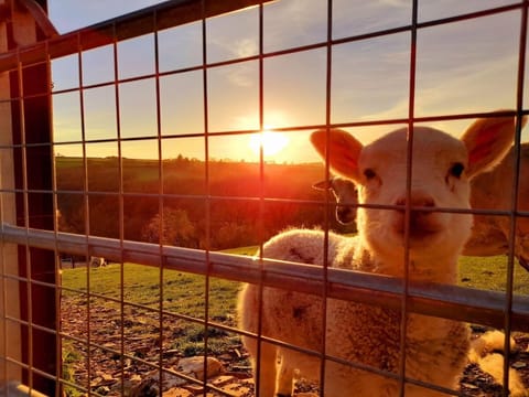 Plenty of furry friends around if needed!