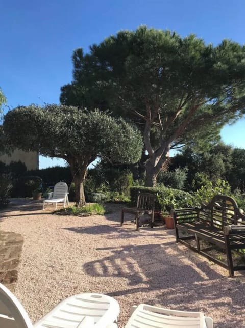 Part of the back garden with old olive tree lit at night