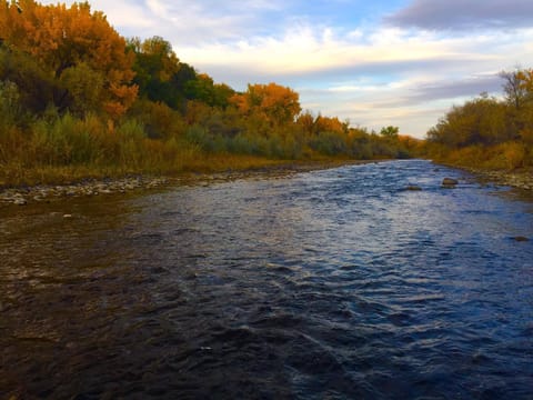 Autumn leaves seen while boating down the North Fork of the Gunnison River.