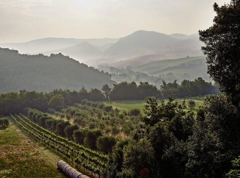 Area that directly surrounds the property. view of the vineyard