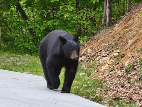 A bear casually strolling down our driveway