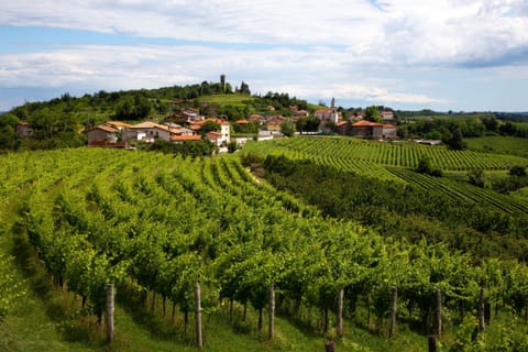 Dobrovo vineyards