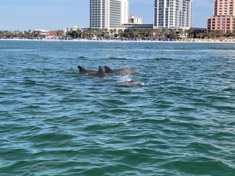 You can watch dolphins on both sides of the unit. I took this pic myself