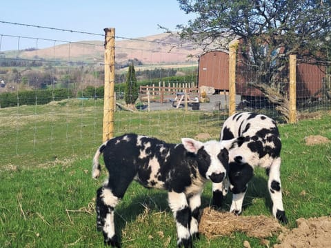 Surrounding area | Fell Foot - Barkbeth Farm, Bassenthwaite, Keswick