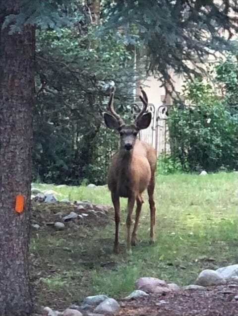 Property grounds (10)