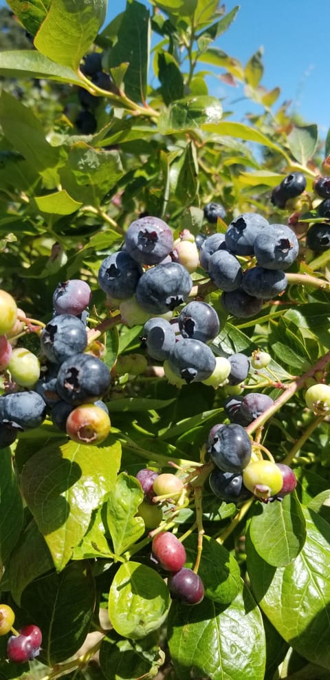 Fresh blueberries from local Upick farms