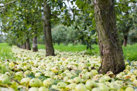Cider apples ready for harvesting