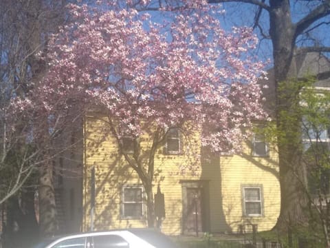 Spring Blooms at the Clayton-Bullock House!