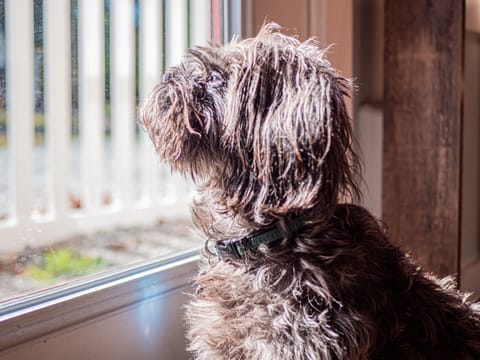 Your dogs will love the full glass door that lets them look outside anytime. 