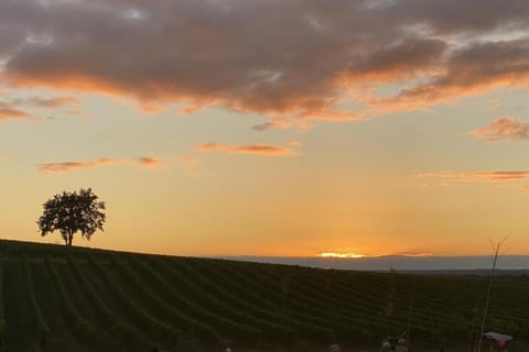 Region [summer] (&gt;5 km)