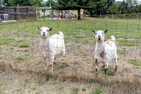 Jimmy and Archie.  Feel free to give them fruits, vegitables or tortia chips.