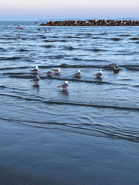 Gulls in winter at East Harbor state park