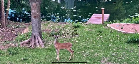 Nature lovers will be thrilled with visits from some of the local Hill Country residents!