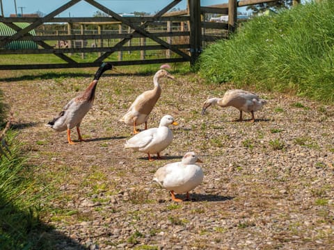 Outdoor area | Carn Llidi Cottage, St Davids, near Whitesands