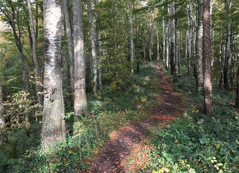 Kinnitty Castle Loop Trailhead, Kinnitty, County Offaly